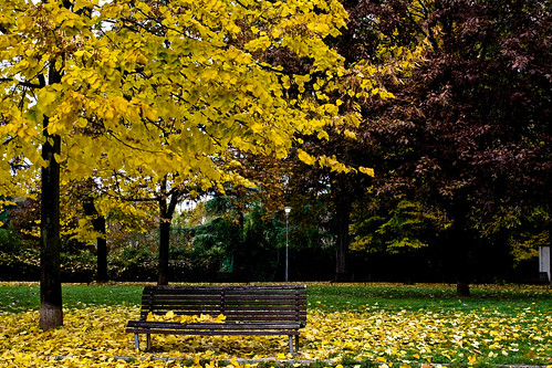 autumn tree leaves yellow foglie bench giallo albero autunno panchina platinumheartaward lucaramacciotti lucaram canoneos1000d parcodeibambini platinumpeaceaward