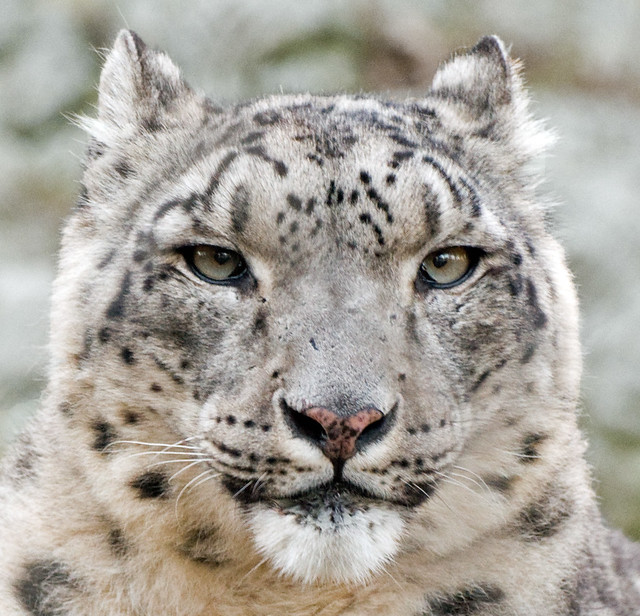 Snow Leopard - Headshot