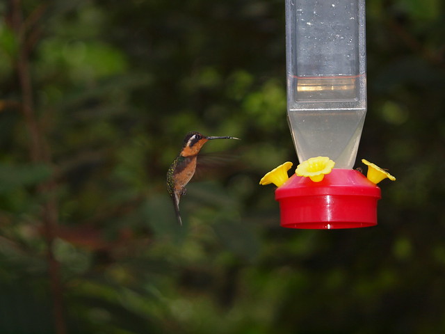 Hummingbirds at Monteverde #3