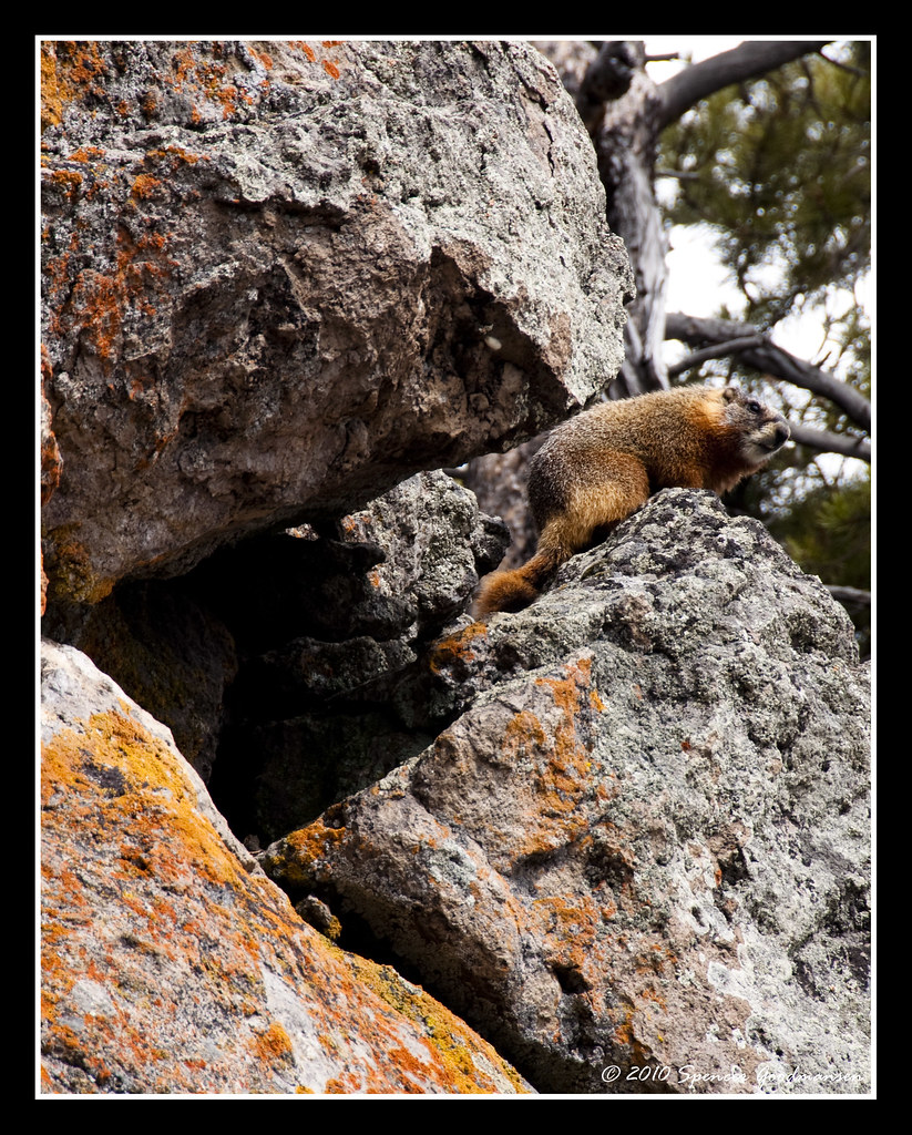 Yellow Bellied Marmot on Rocks | Spencer Goodmansen | Flickr