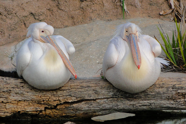 Pelicanos 2