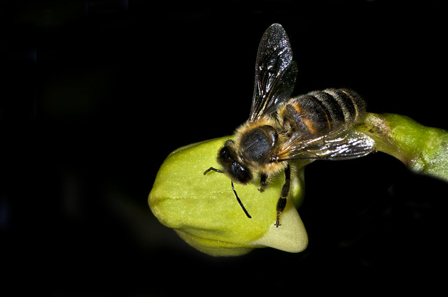 Abeja Melifera / Abeja Europea / Apis mellifera / Abeja Doméstica / European Honey Bee / Honey Bee