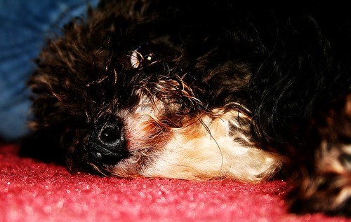 portrait dog white black closeup geotagged sweet poodle bubba toypoodle geo:lon=83732085 geo:lat=36608449