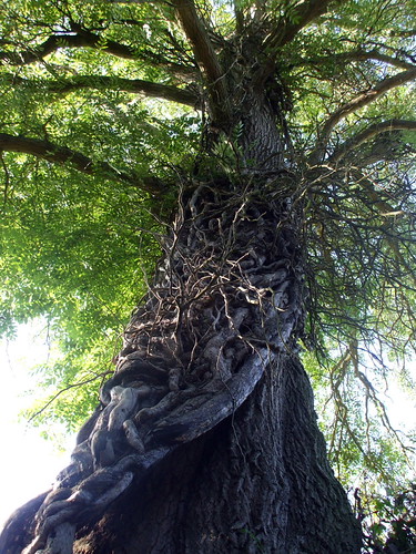 the host tree | by Sue Stokes