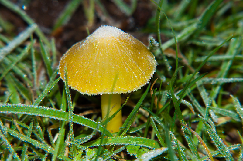 Butter waxcap