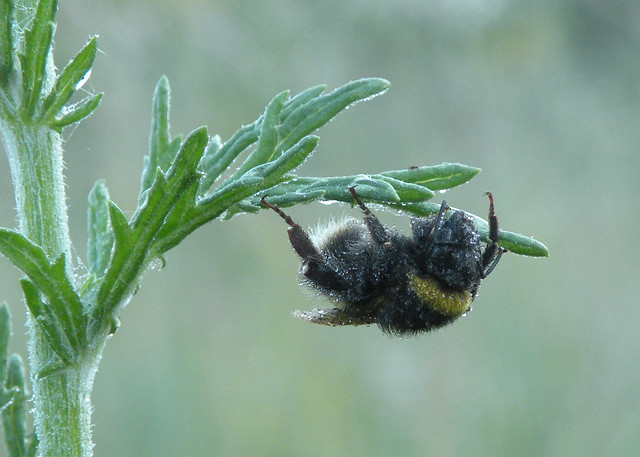 BUFF TAILED BUMBLE BEE COVERED IN DEW WEYBOURNE 2009-06-28
