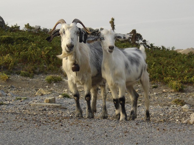 LOVE GOAT , Andros