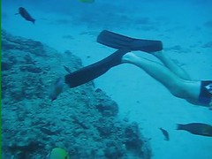Hawaiian Scuba Diving Video