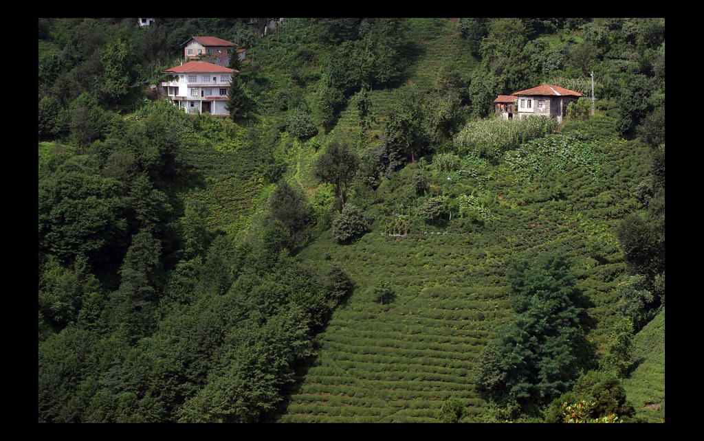 Tea sets on the mountain side of Rize | 1million 200 thousan… | Flickr