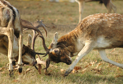Clash of antlers Rutting deer at Knole Park, Sevenoaks, England