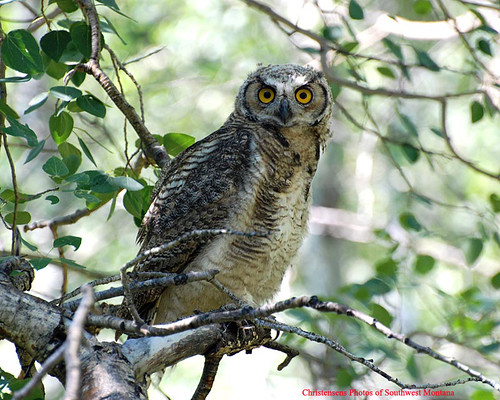 bird wildlife id idaho raptor owl idahofalls greathornedowl mackey