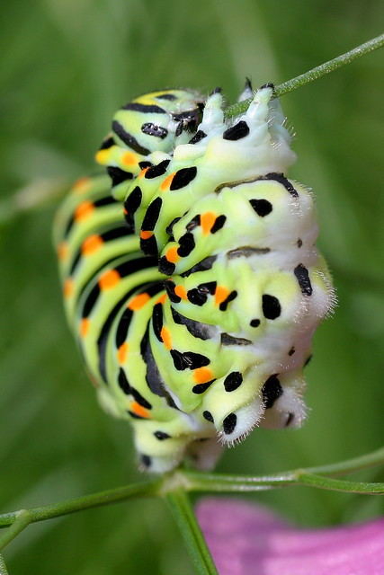 Papilio machaon-Schwalbenschwanz