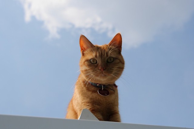 Cat on the roof (2)