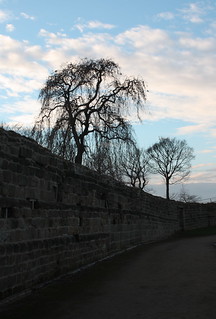 Pontefract Castle Trees