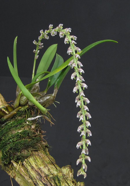 Bulbophyllum chloroglossum Rchb.f., Gard. Chron. 1871: 1195 (1871)