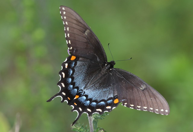 Black Tiger Swallowtail