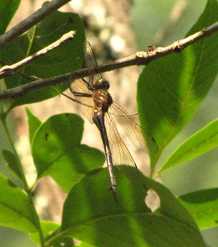 tn dragonfly meadsquarry ijamsnaturecenter knoxcounty