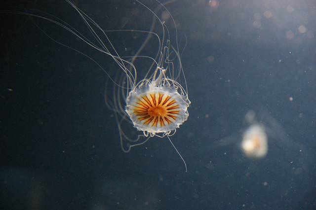 Berlin Zoo - Jellyfish