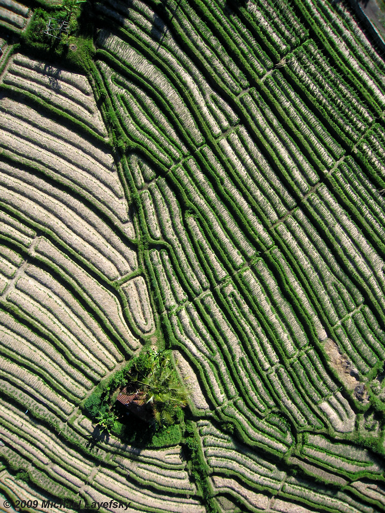 Rice terraces, Sideman, Bali by Michael Layefsky