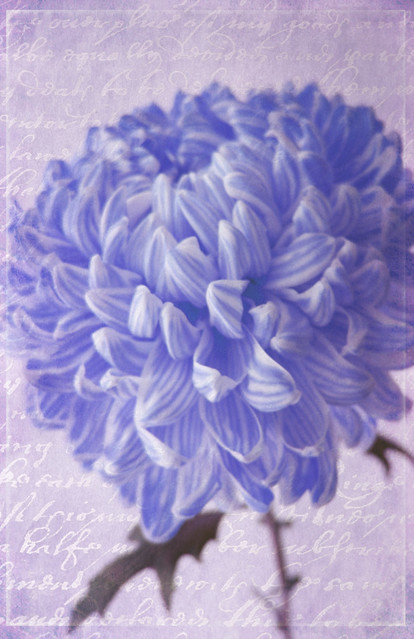 Chrysanthemums blues