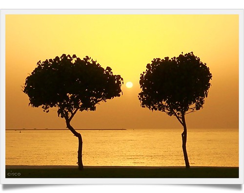 trees sunset sun gold eau centro cisco abudhabi middle photographia worldwidelandscapes “photographia” saariysqualitypictures giugno2009 yourwonderland