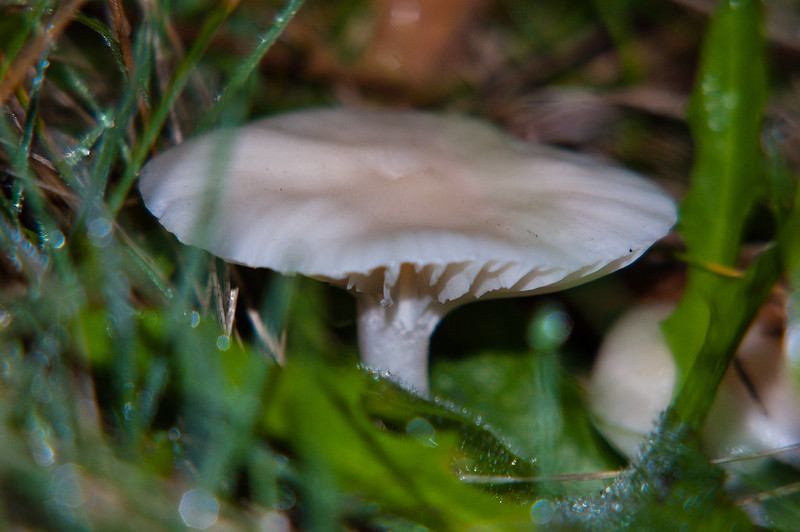 Snowy wax cap