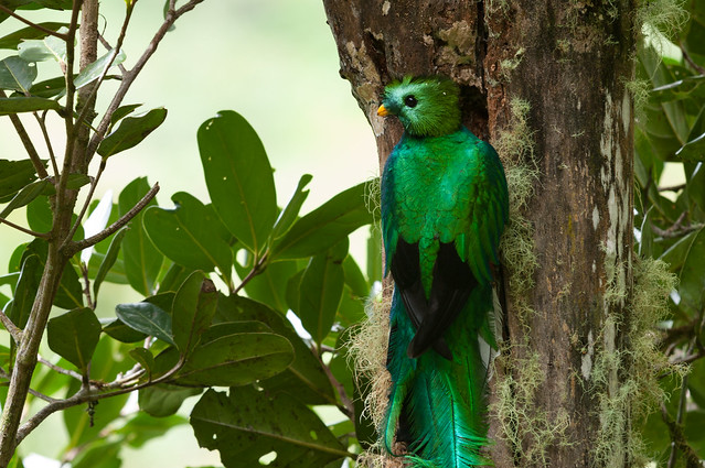 Male resplendent quetzal working on nest