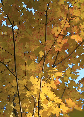 Maple Colors | by Miss Artsy