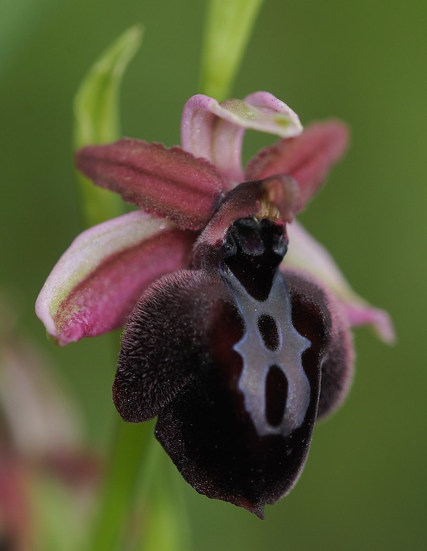 20160326-054F | Spruners Ragwurz (Ophrys spruneri). Kefalonia, 26.03.2016