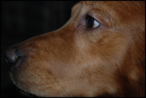 goldenretriever fieldretriever dog pet animal pointyfaceddog kjphotography