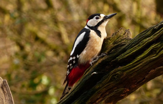 male Great Spotted Woodpecker.