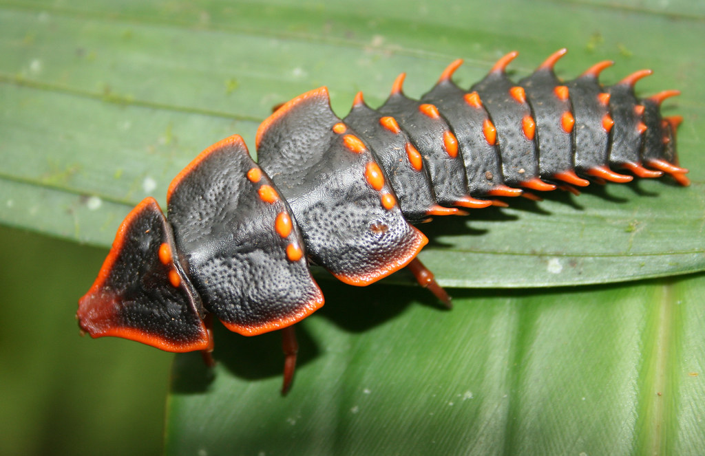 A top-down picture of a female trilobite beetle crawling over a leaf