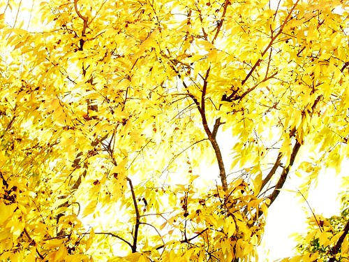 Golden Leaves by kameron elisabeth
