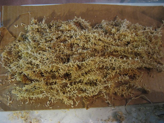 Neofinetia - Long fiber moss