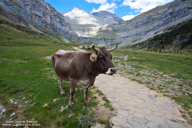 Cow in Ordesa Valley