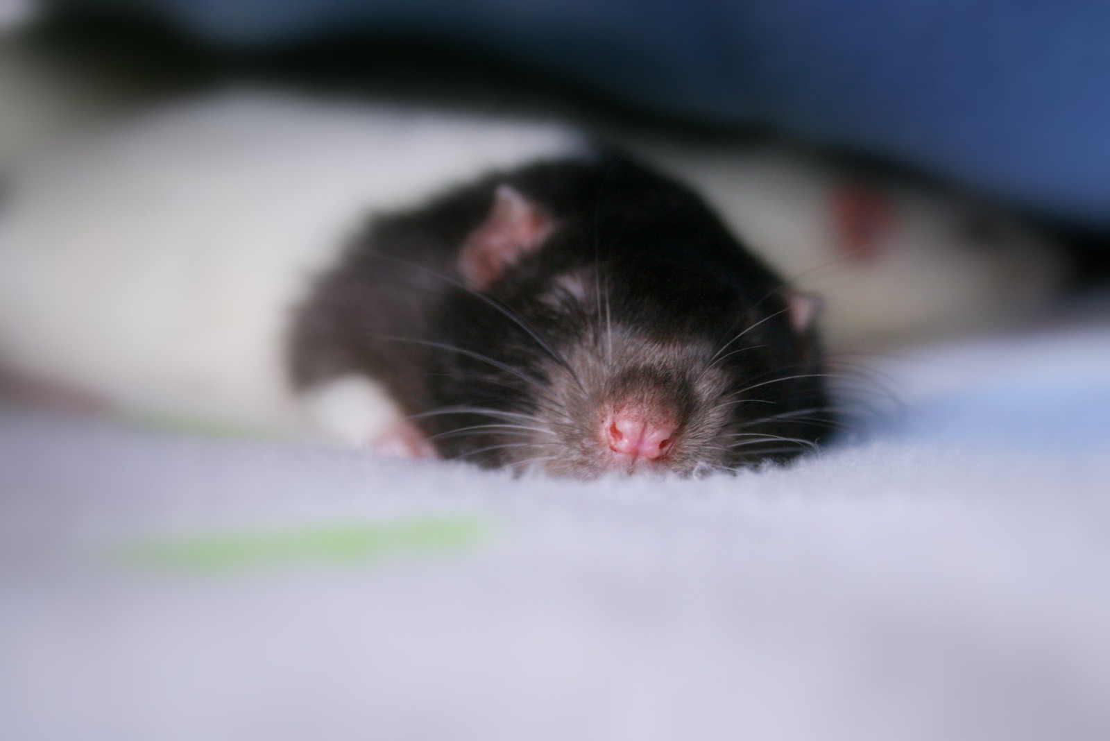 Что значат мыши во снах. Спящие крысята.