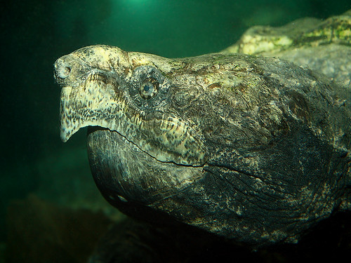 Geierschildkröte / Alligator Snapping Turtle (Macroclemys … | Flickr