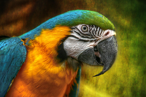 Poly Wanna by JGKphotos