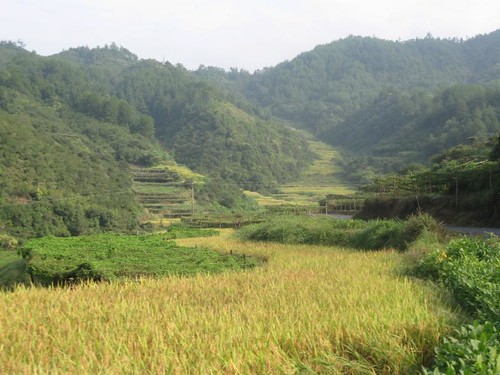 Thu, 09/17/2009 - 20:31 - Rice fields in valley near Gutianshan Reserve.
Credit: CTFS