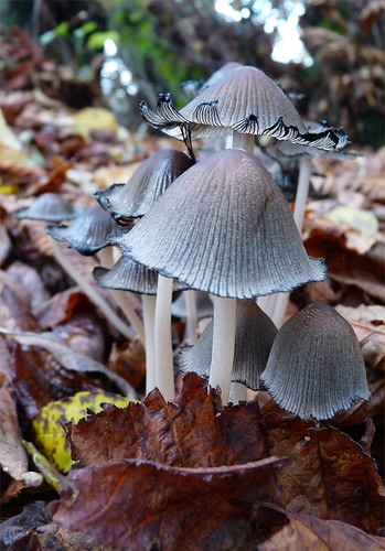 Inky caps | by english apple