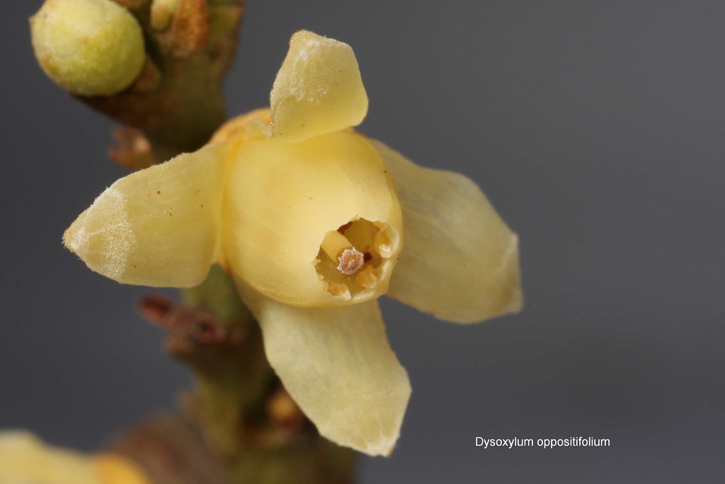 Dysoxylum oppositifolium flower