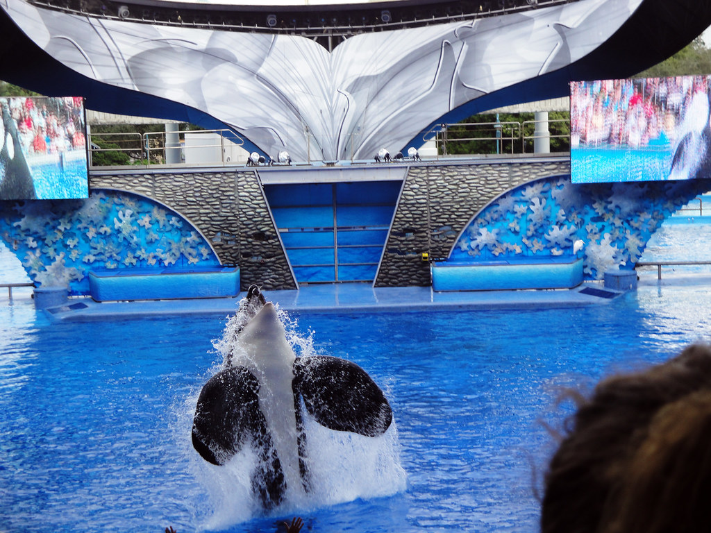 Shamu Show | Some pictures of the shamu show at sea world. P… | Flickr