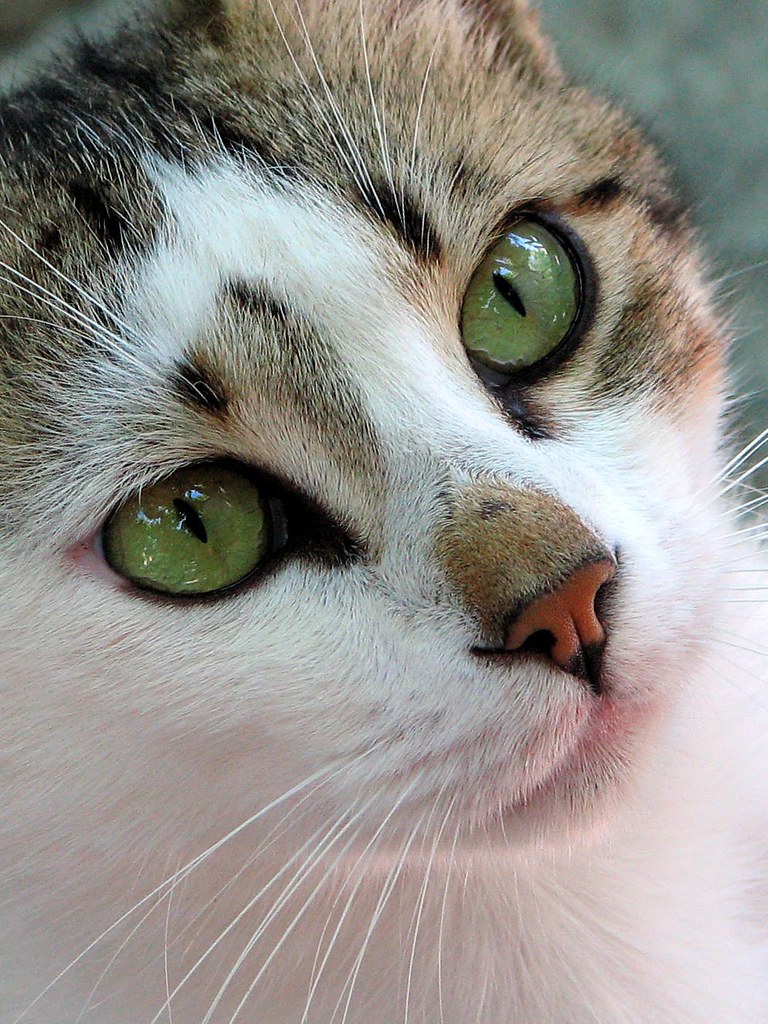strabismus treatment in cats