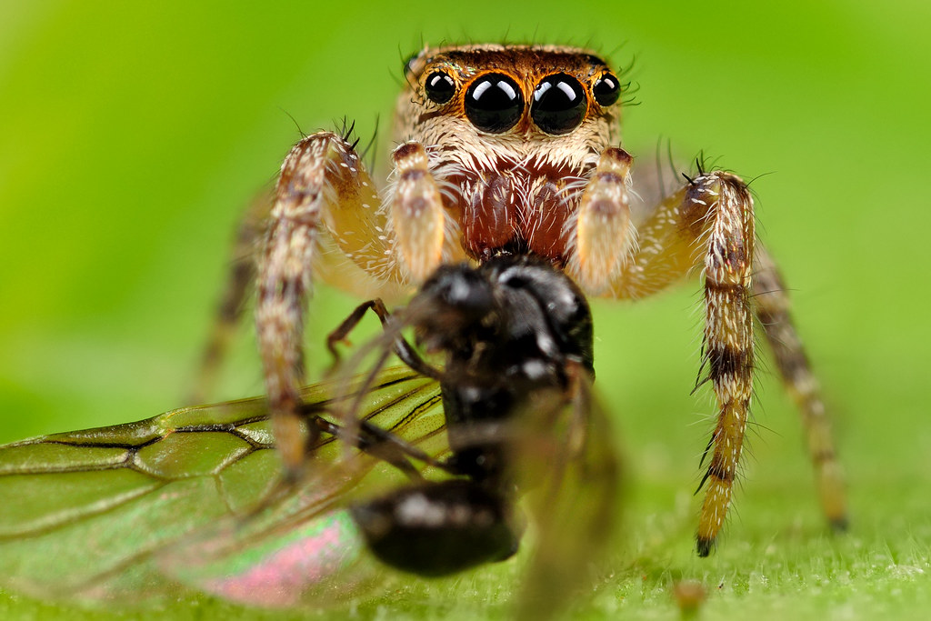 Jumping Spider with its delicious dinner (Flying Ant) by xbn83