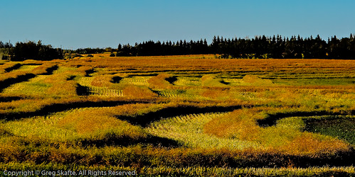 ca canada field rural landscape farm grain paisaje alberta canadá kanada landskap swaths
