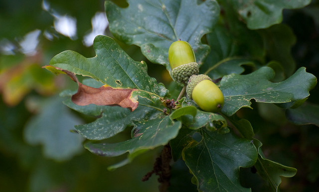 Quercus sp. (Fagaceae)