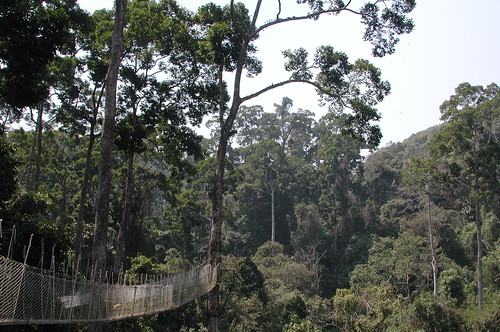 Thu, 10/29/2009 - 22:41 - Walkway through dipterocarp forest.
Credit: CTFS