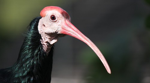Southern Bald Ibis by San Diego Shooter