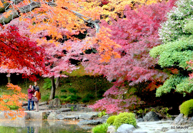 Colors of Autumn, Tokyo Japan
