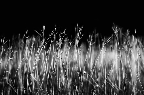 Grassy Field, Noir et Blanc by a.m.medina